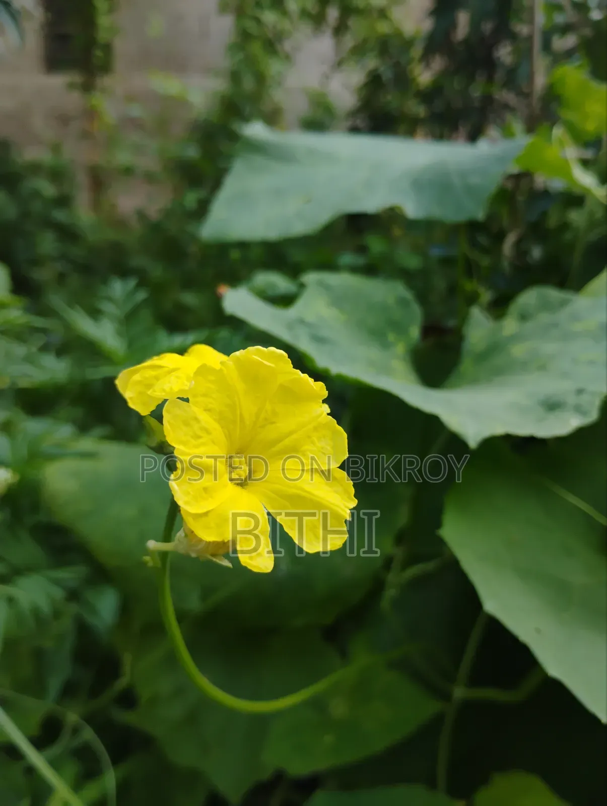 HD Flower Pictures for Sale - White Bauhinia, Pumpkin Flower, Village Nature