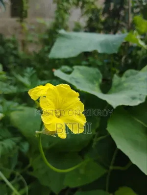 HD Flower Pictures for Sale - White Bauhinia, Pumpkin Flower, Village Nature