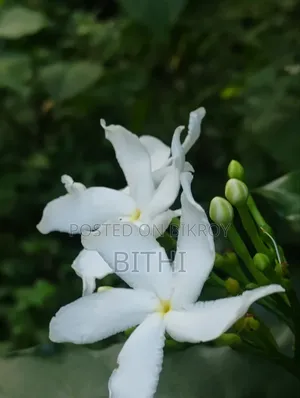 HD Flower Pictures for Sale - White Bauhinia, Pumpkin Flower, Village Nature