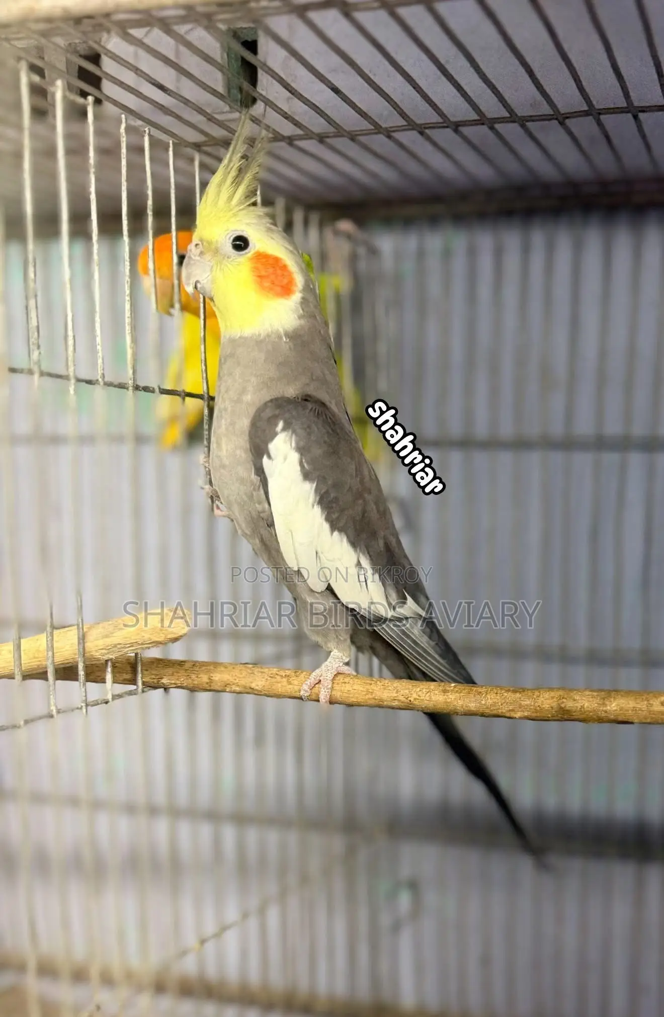 গ্রে ককাটেইল মেইল