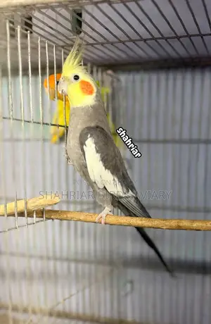 গ্রে ককাটেইল মেইল