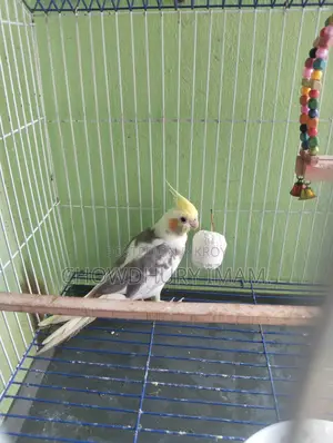 Cocktails Male Running 2 Pcs.