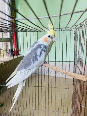 Cocktails Male Running 2 Pcs.
