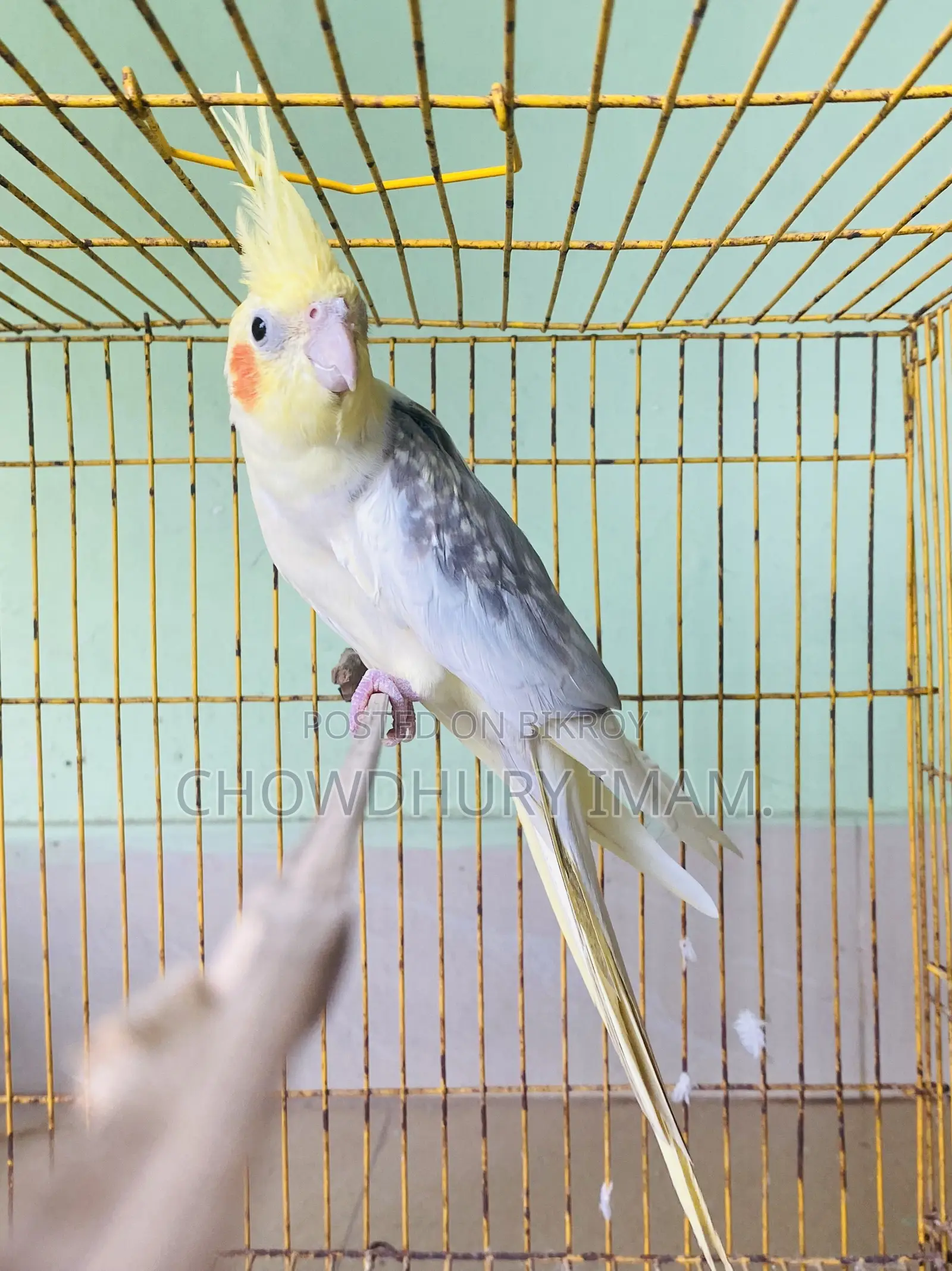 Cocktails Male Running 2 Pcs.