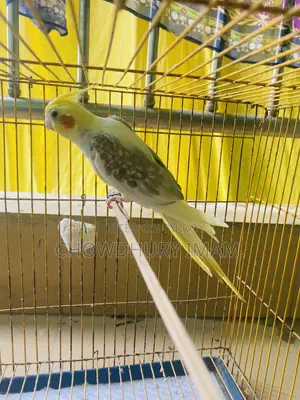 Cocktails Male Running 2 Pcs.