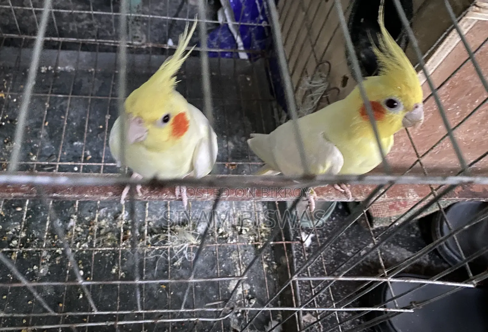 Lutino Cockatiel (1 Pair) + Full Set Up