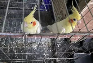 Lutino Cockatiel (1 Pair) + Full Set Up