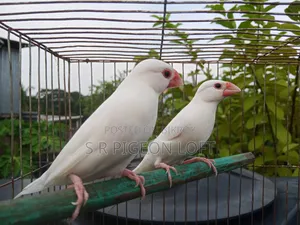 Running White Java Birds