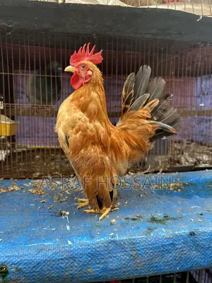 সেরেমা মোরগ