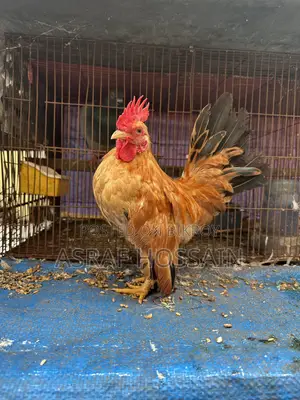 সেরেমা মোরগ
