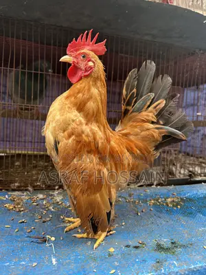 সেরেমা মোরগ