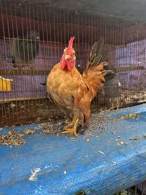 সেরেমা মোরগ