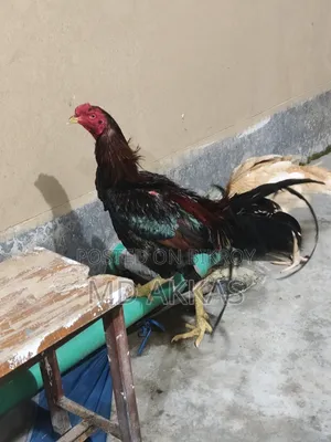 আসিল মোরগ মুরগি