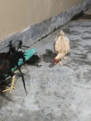 আসিল মোরগ মুরগি
