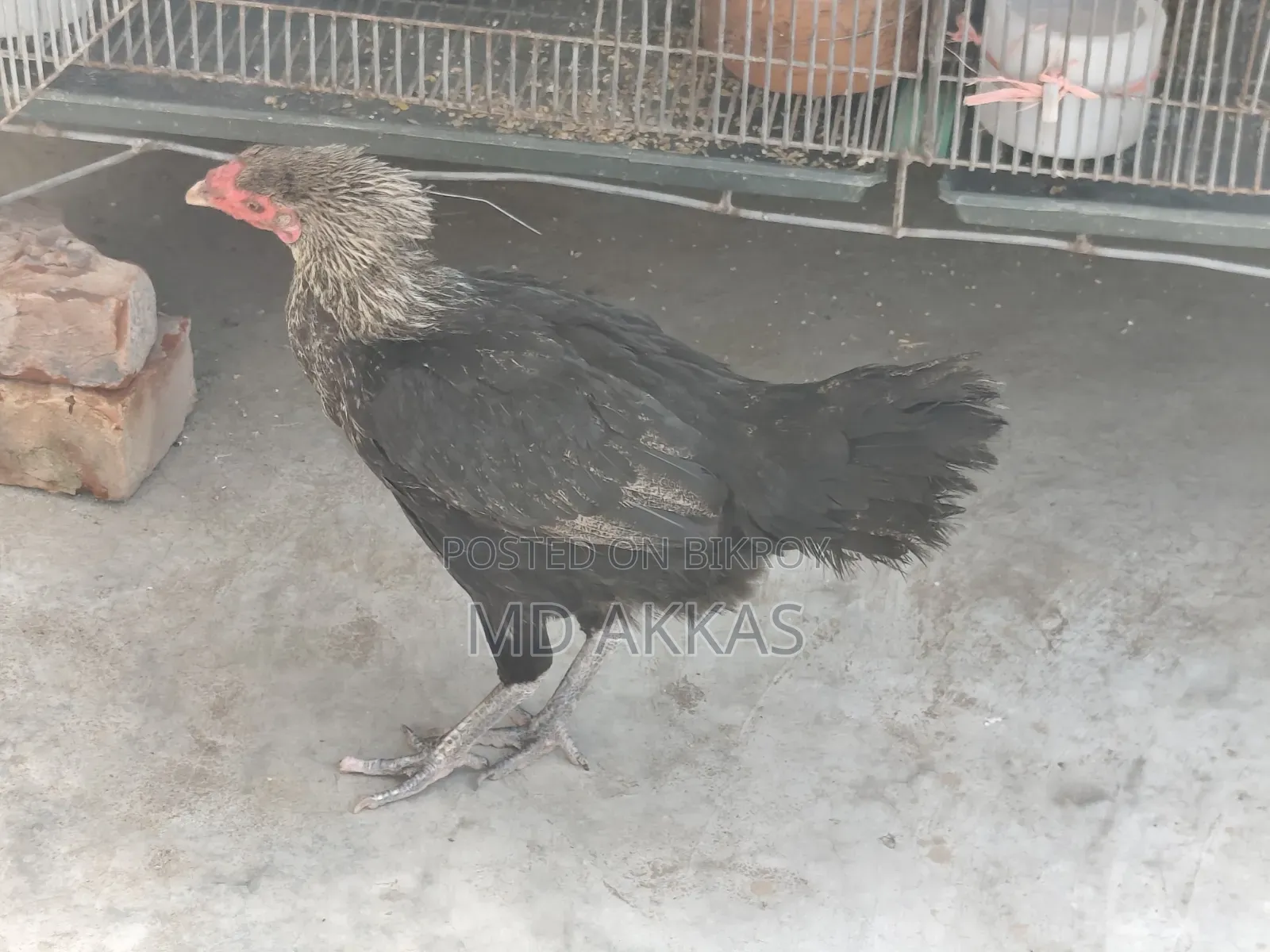 আসিল মোরগ মুরগি