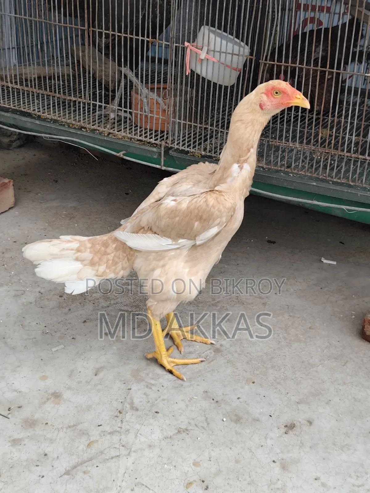 আসিল মোরগ মুরগি