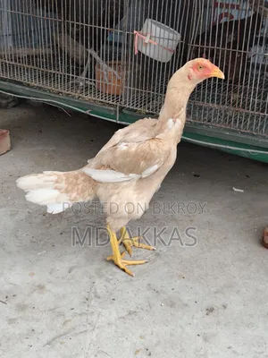আসিল মোরগ মুরগি