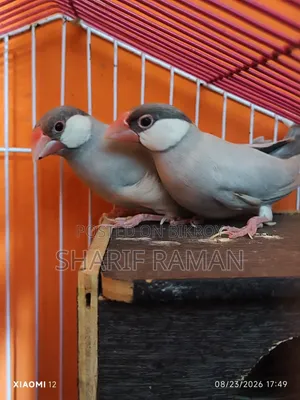 সিলভার জাভা ফিঞ্চ ফুল ফিট