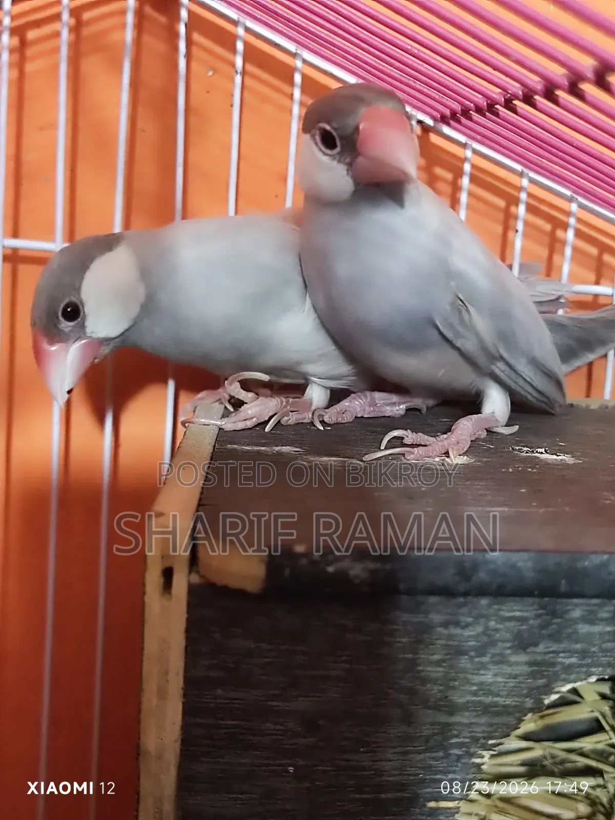 সিলভার জাভা ফিঞ্চ ফুল ফিট