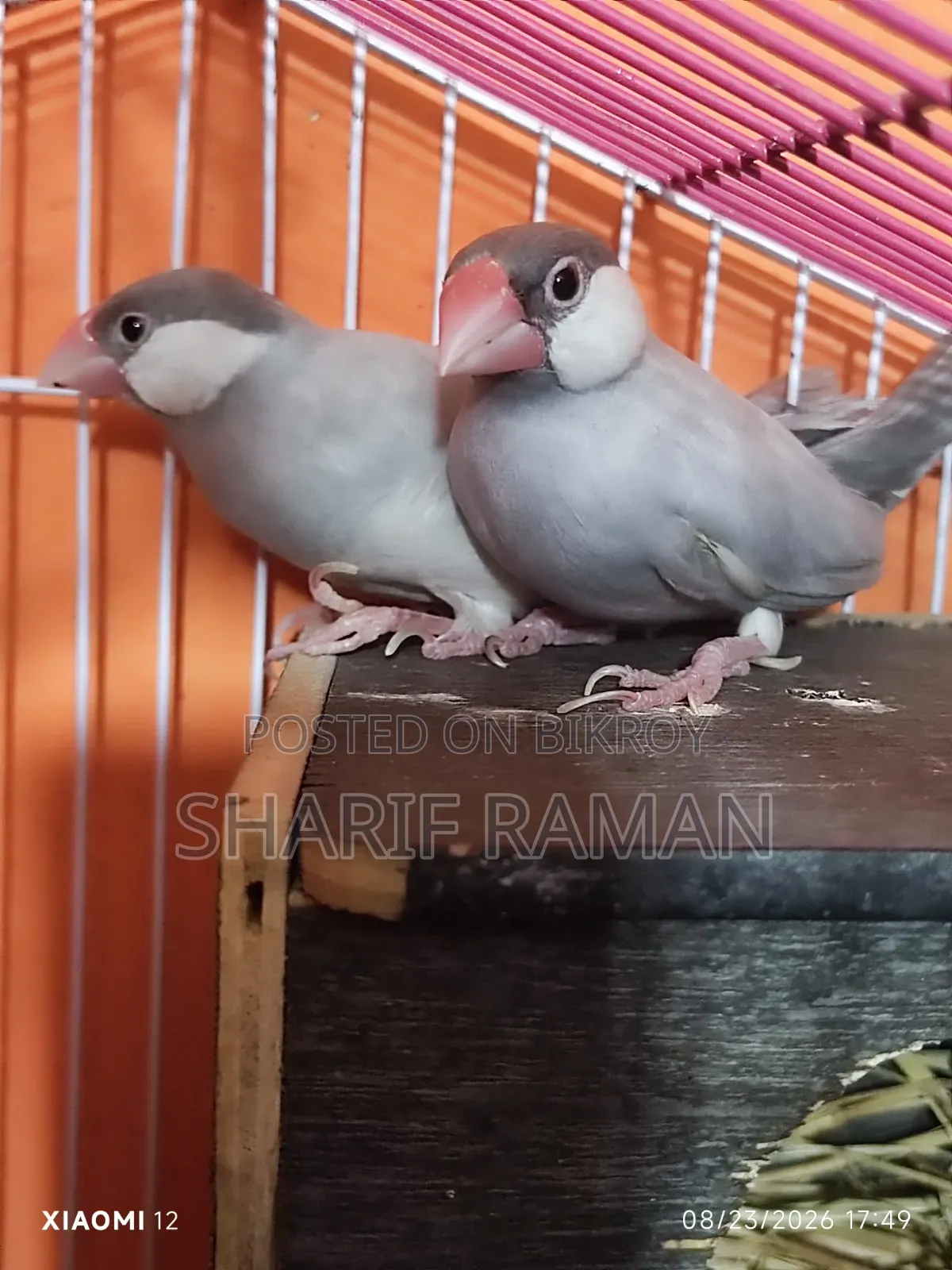 সিলভার জাভা ফিঞ্চ ফুল ফিট