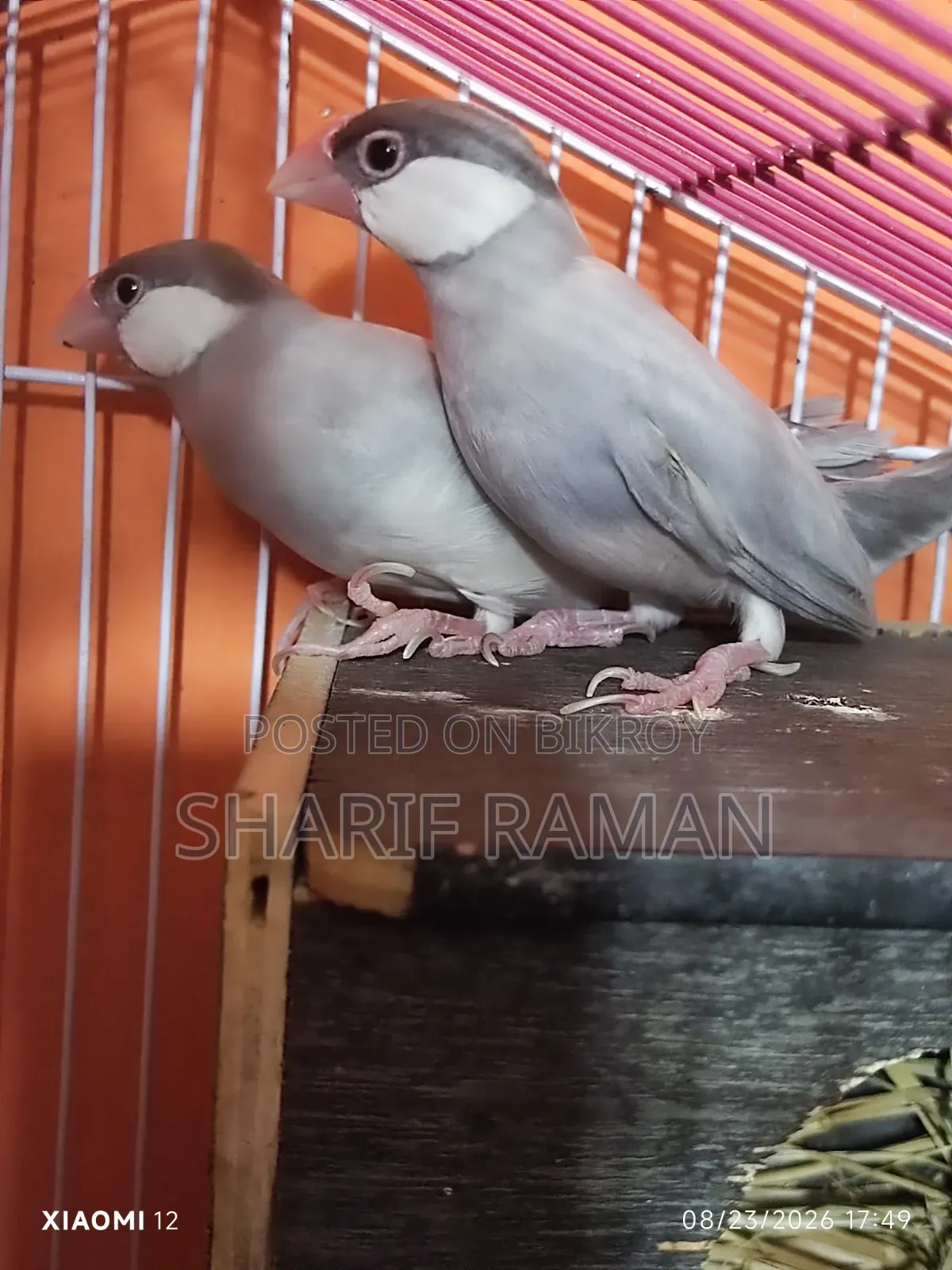 সিলভার জাভা ফিঞ্চ ফুল ফিট