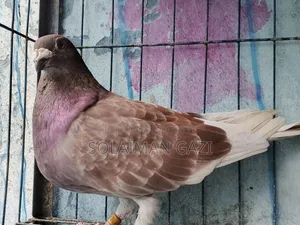 চকলেট চেকার রেসার