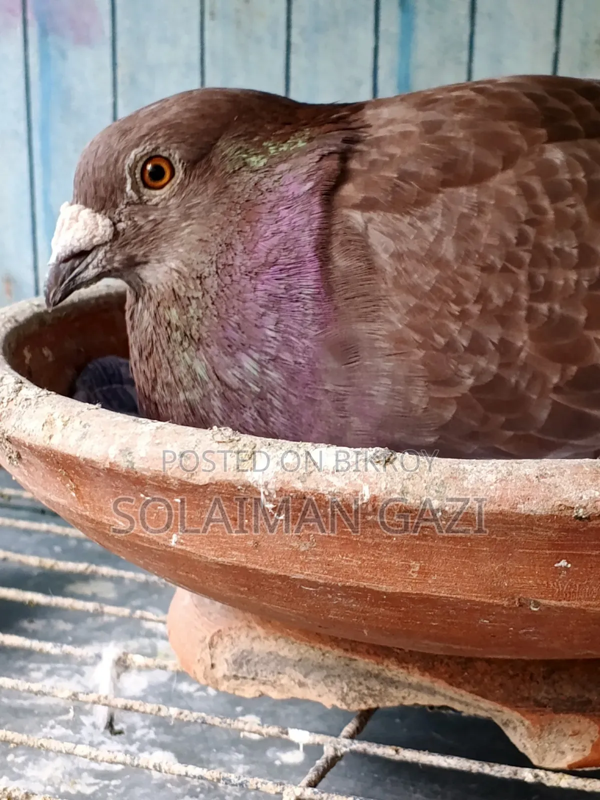 চকলেট চেকার রেসার