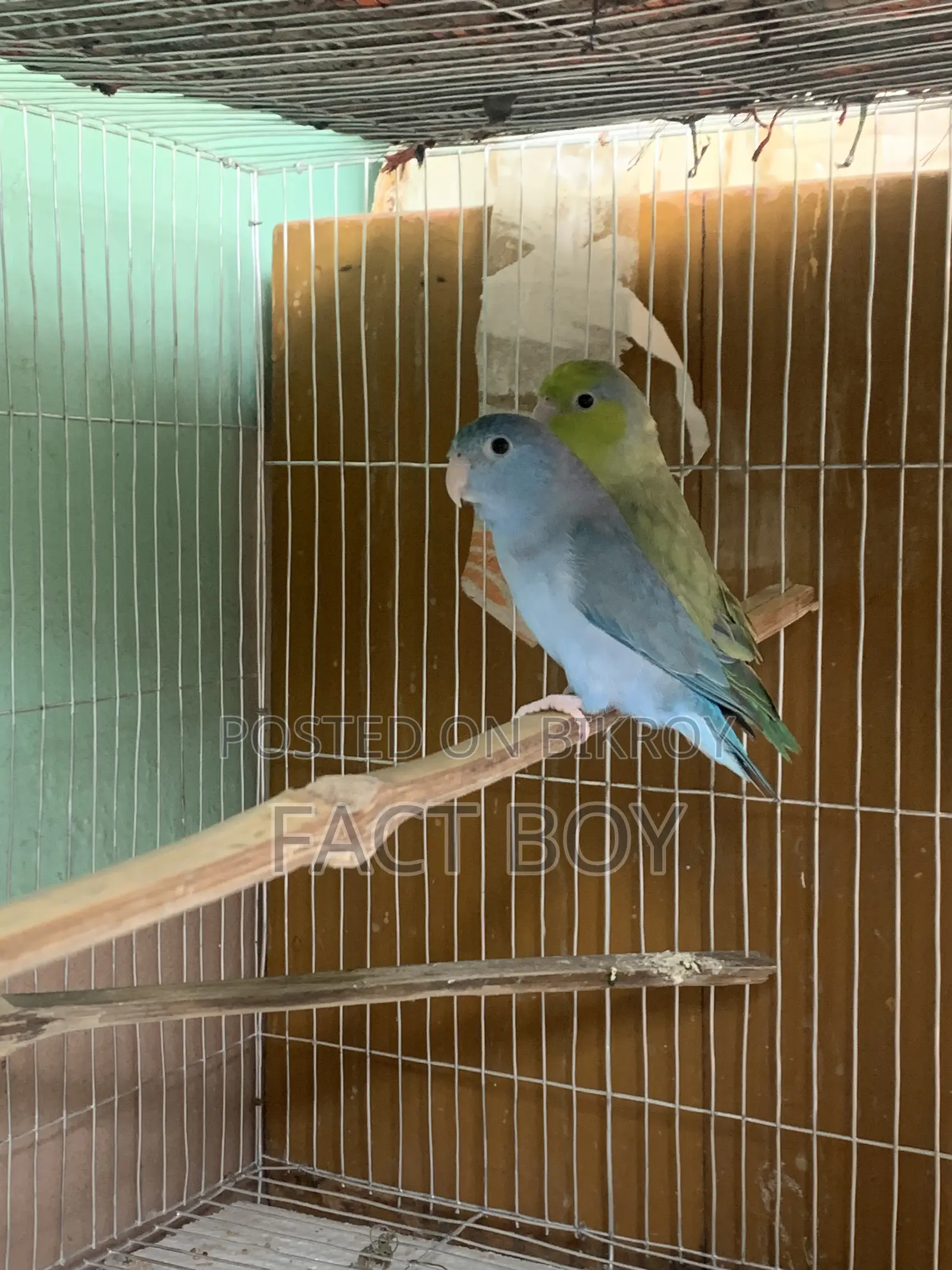 Pair of Forpus Birds