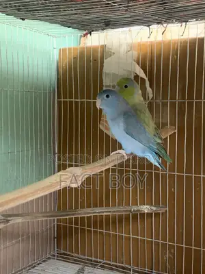 Pair of Forpus Birds