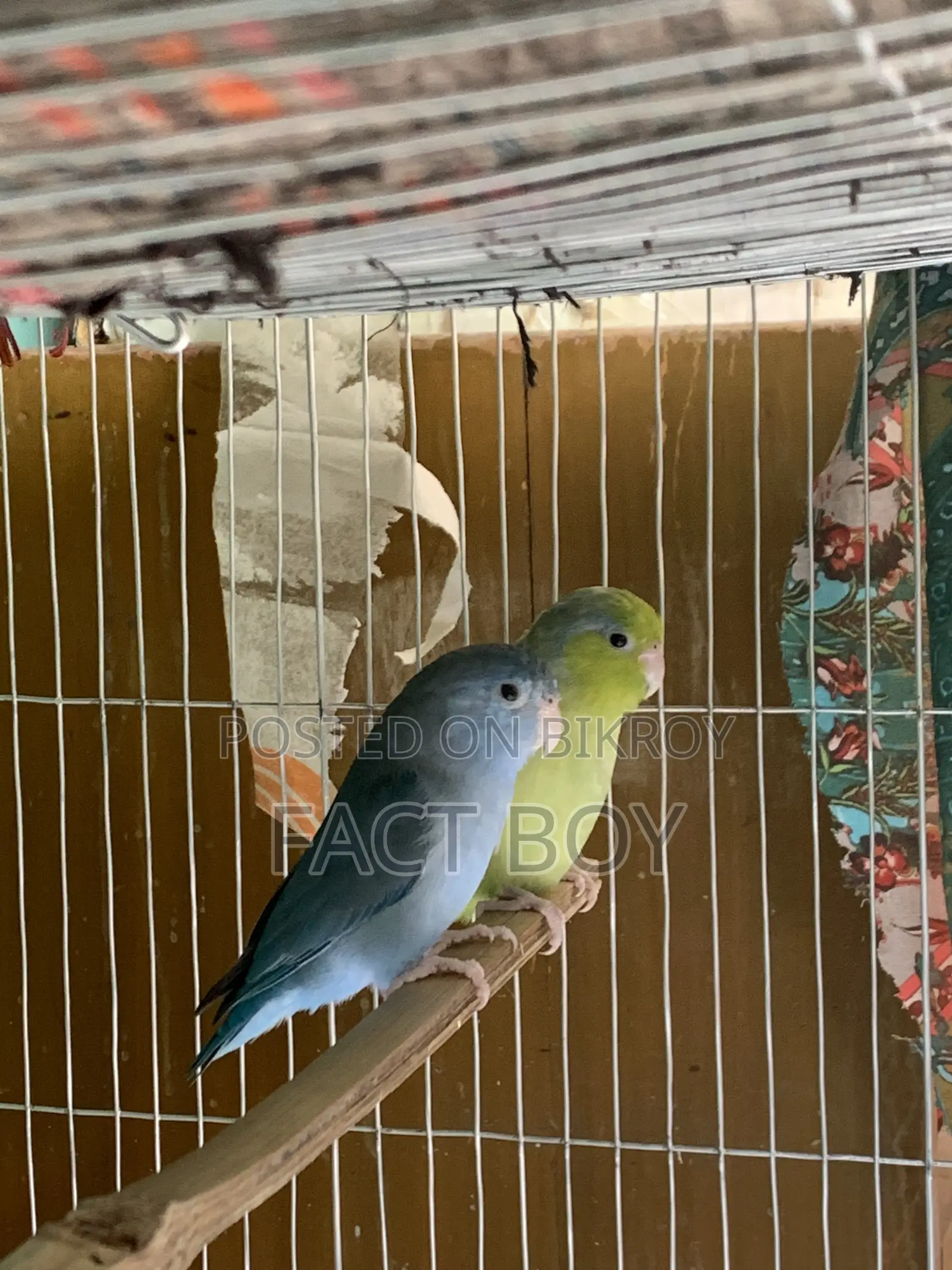 Pair of Forpus Birds