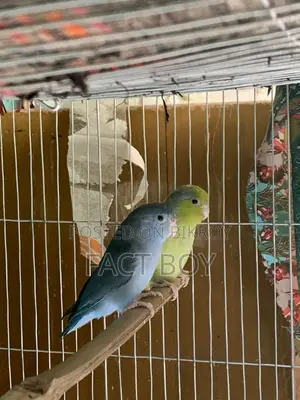 Pair of Forpus Birds