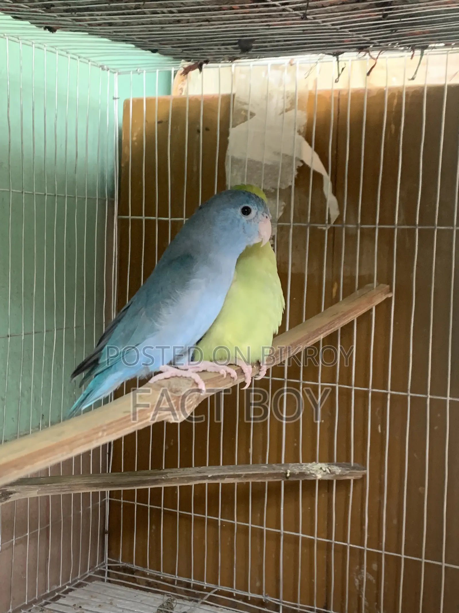 Pair of Forpus Birds
