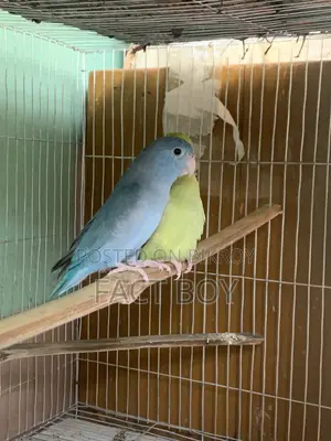 Pair of Forpus Birds