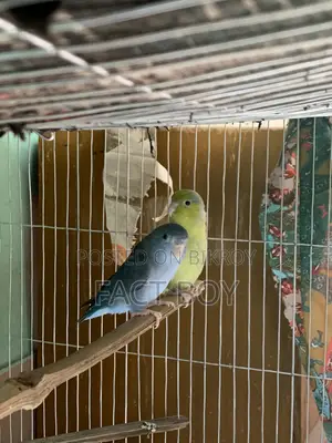 Pair of Forpus Birds