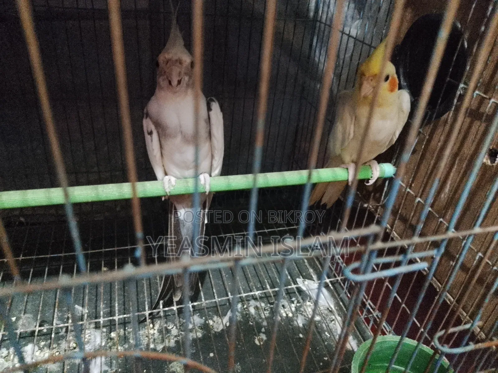 এক জোড়া ককটেল পাখি বিক্রির জন্য