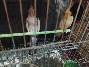 এক জোড়া ককটেল পাখি বিক্রির জন্য