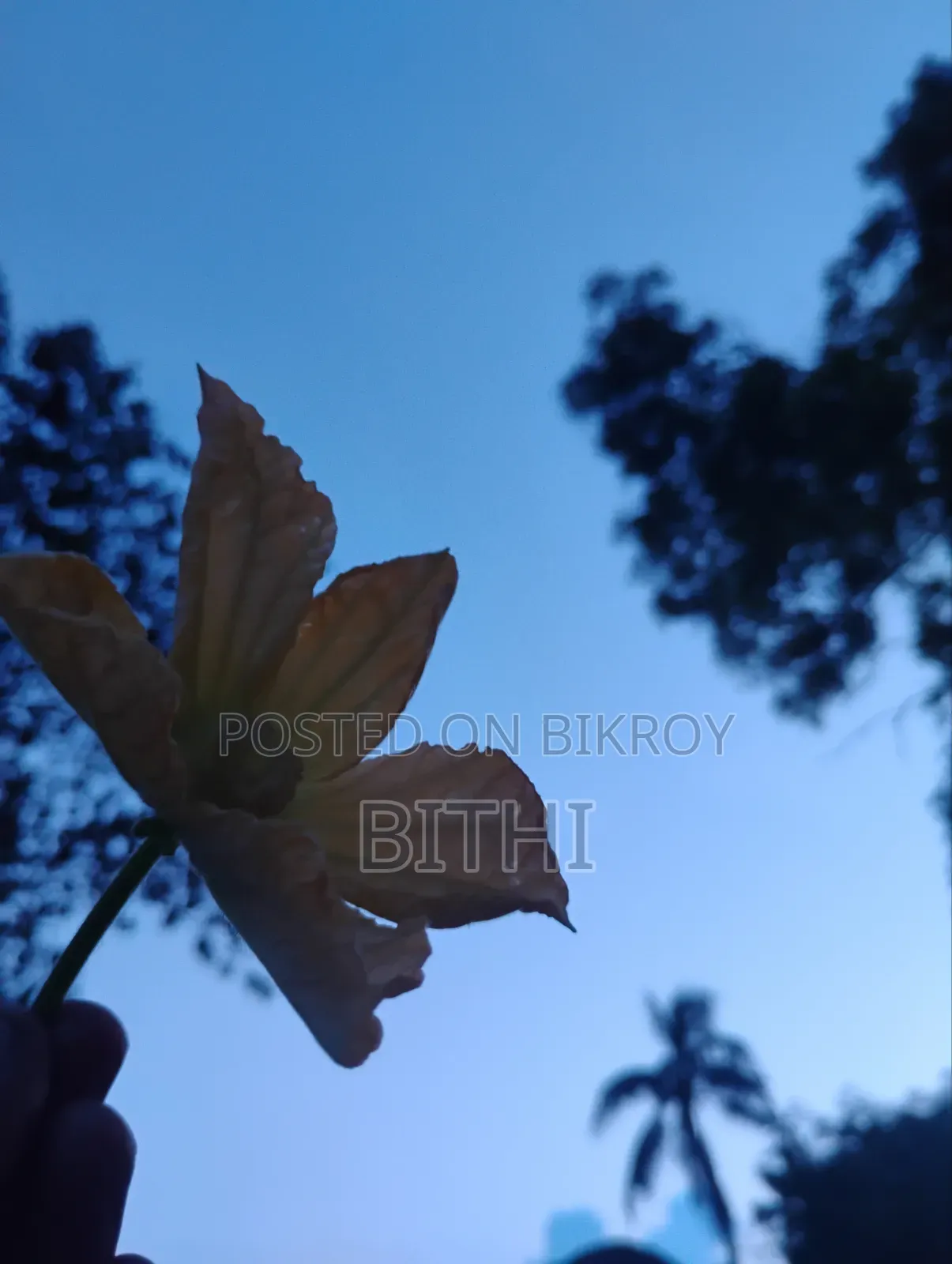 Beautiful HD nature photo taken by my own hands.