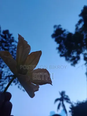 Beautiful HD nature photo taken by my own hands.