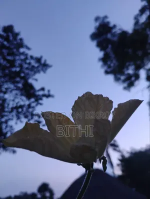 Beautiful HD nature photo taken by my own hands.