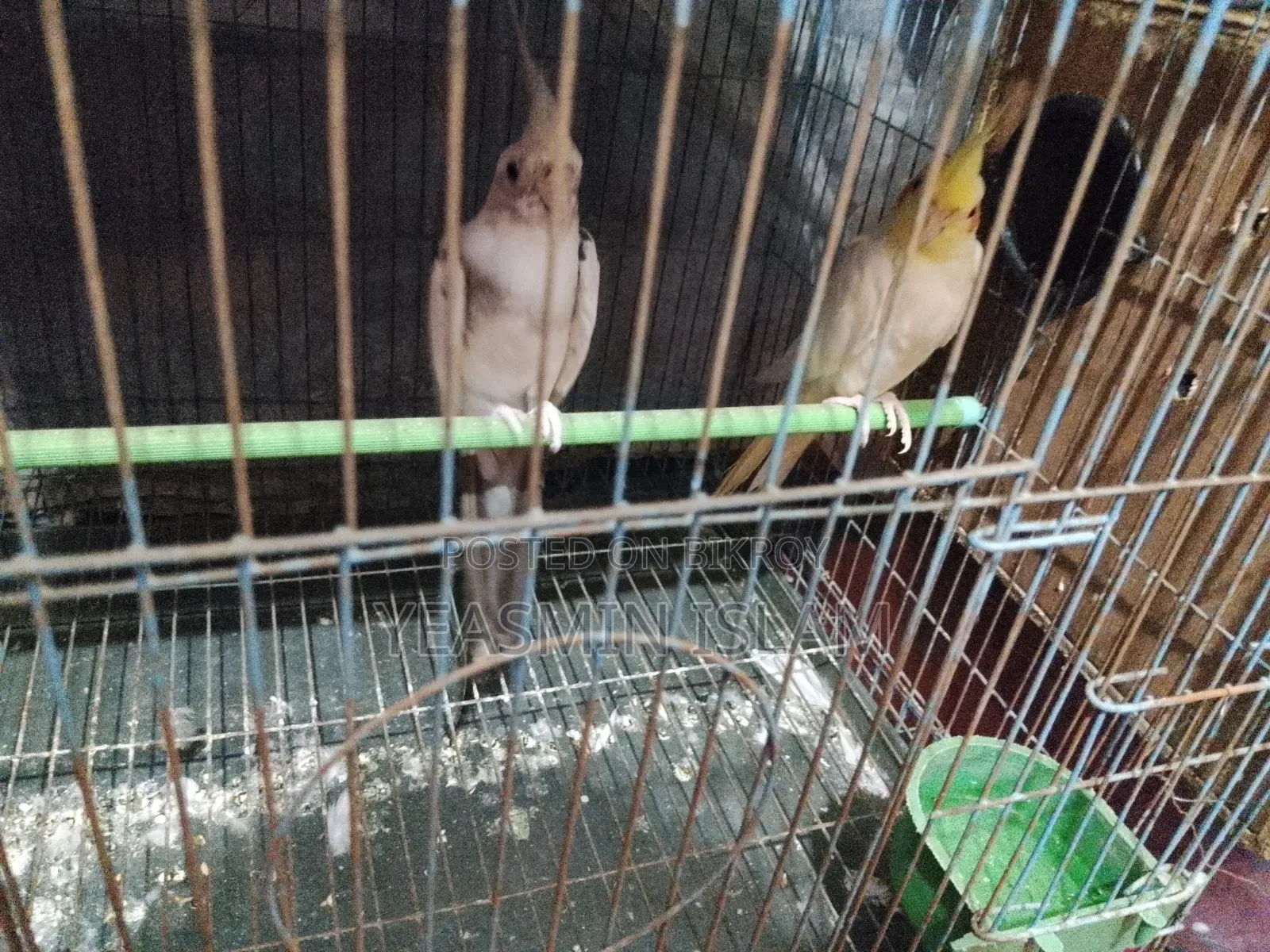 এক জোড়া ককটেল পাখি বিক্রির জন্য