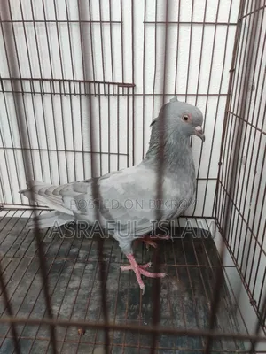 কবুতর বিক্রি হবে