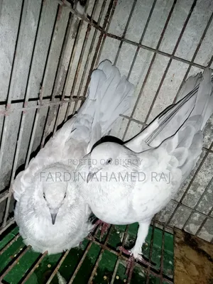 খাকি গিরিবাজ কবুতর