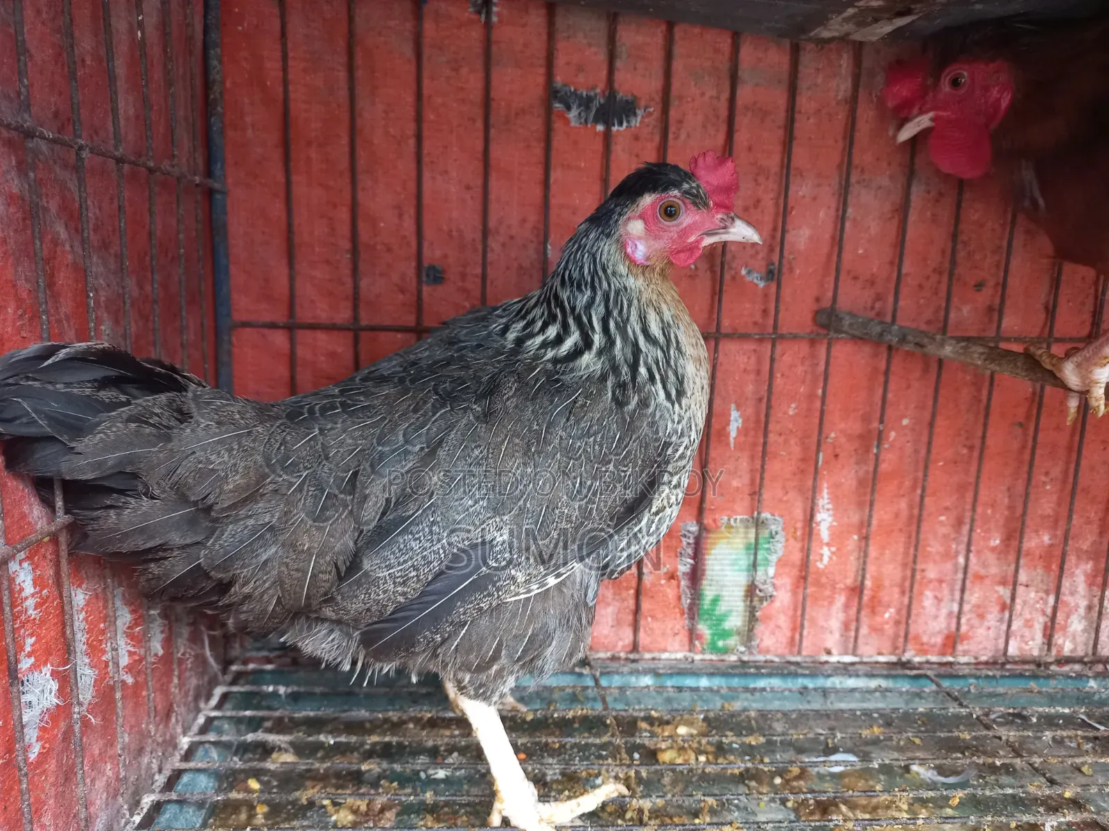 দেশি মুরগী