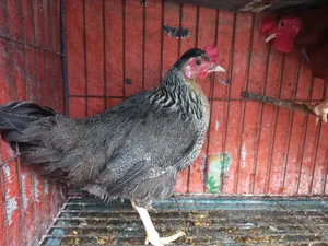 দেশি মুরগী