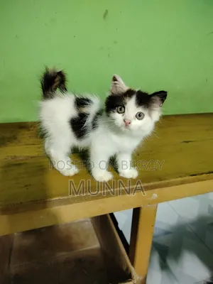 1-3 Months Female Purebred Persian