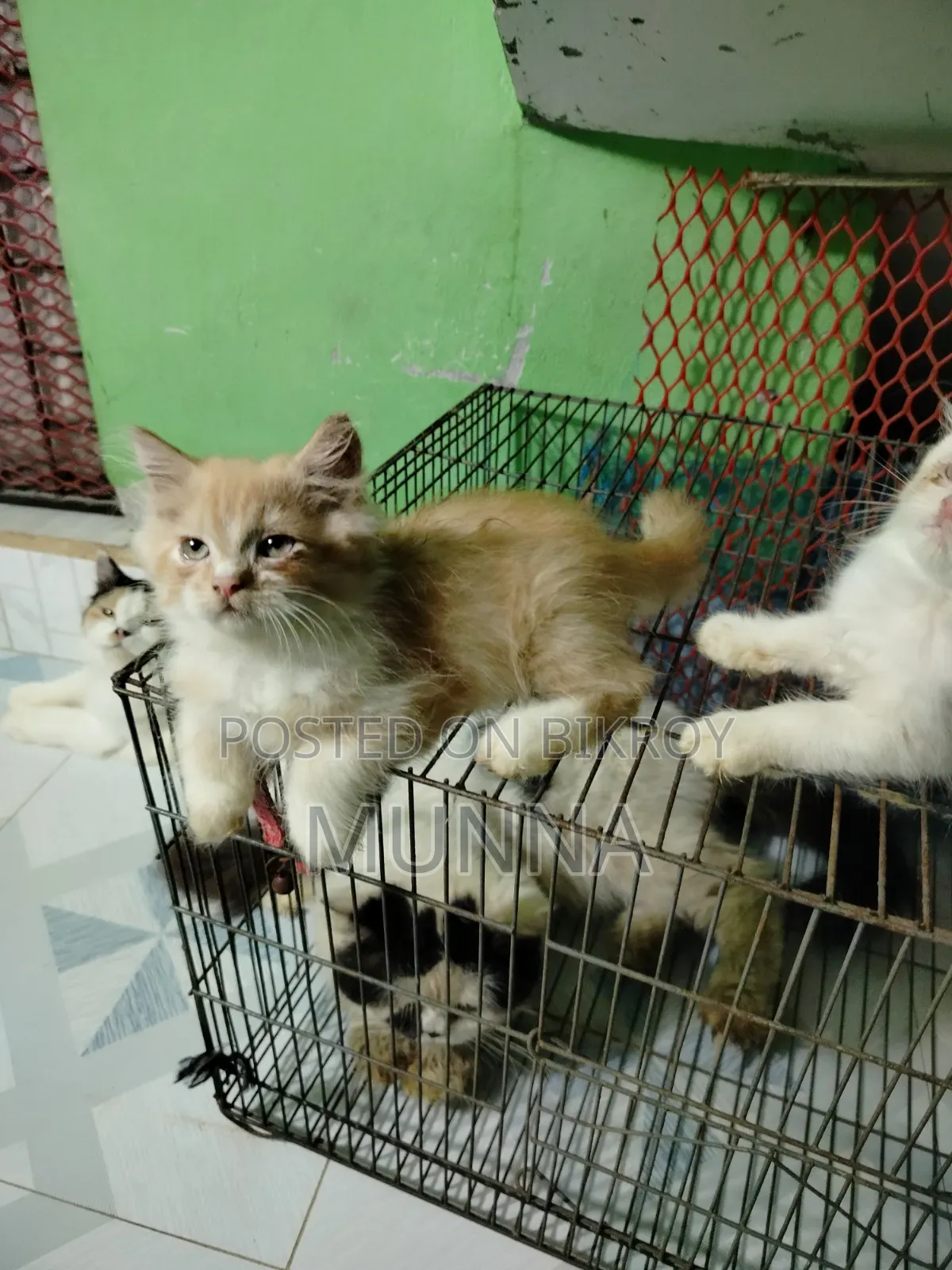 1-3 Months Female Purebred Persian