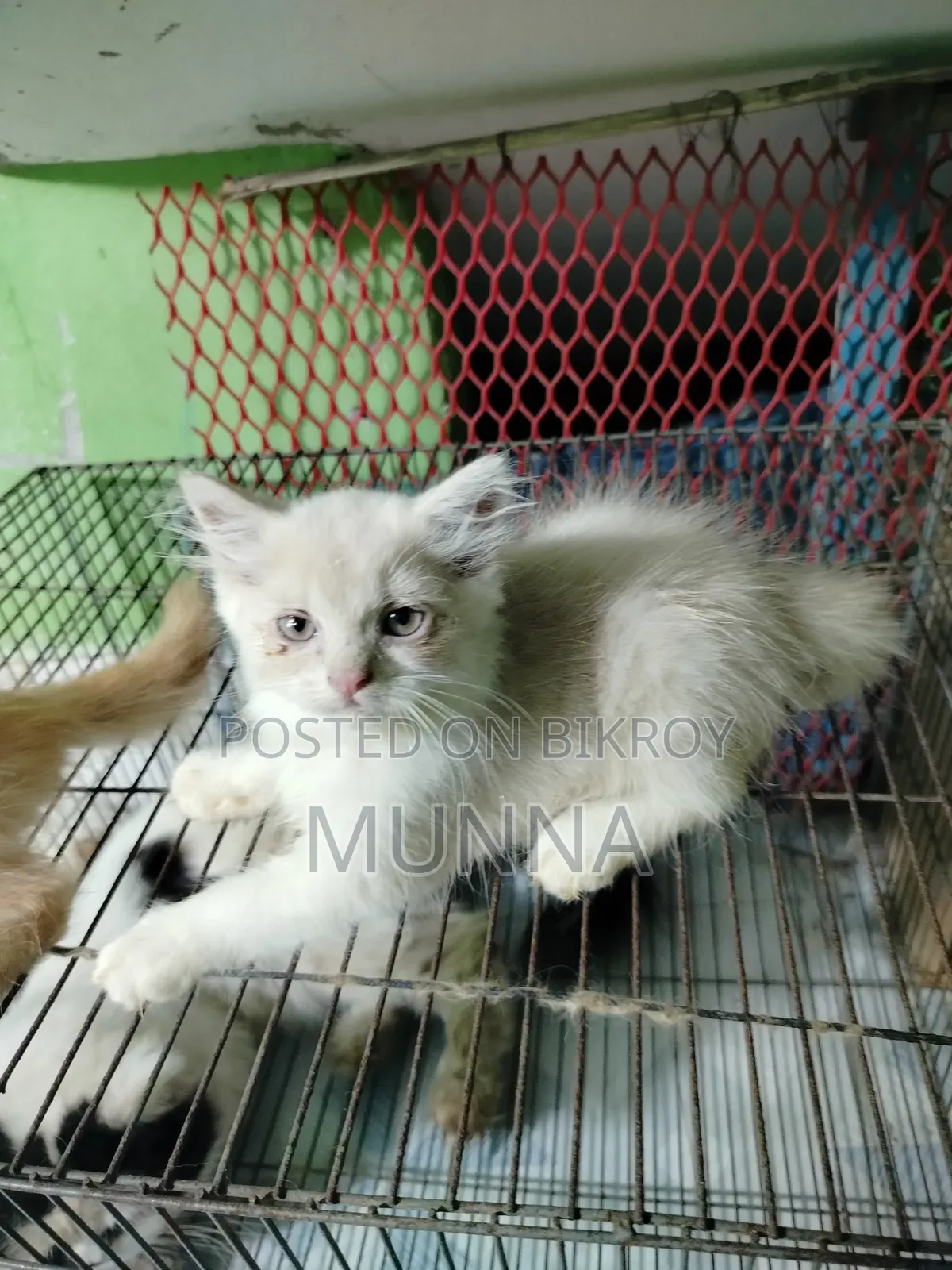 1-3 Months Female Purebred Persian