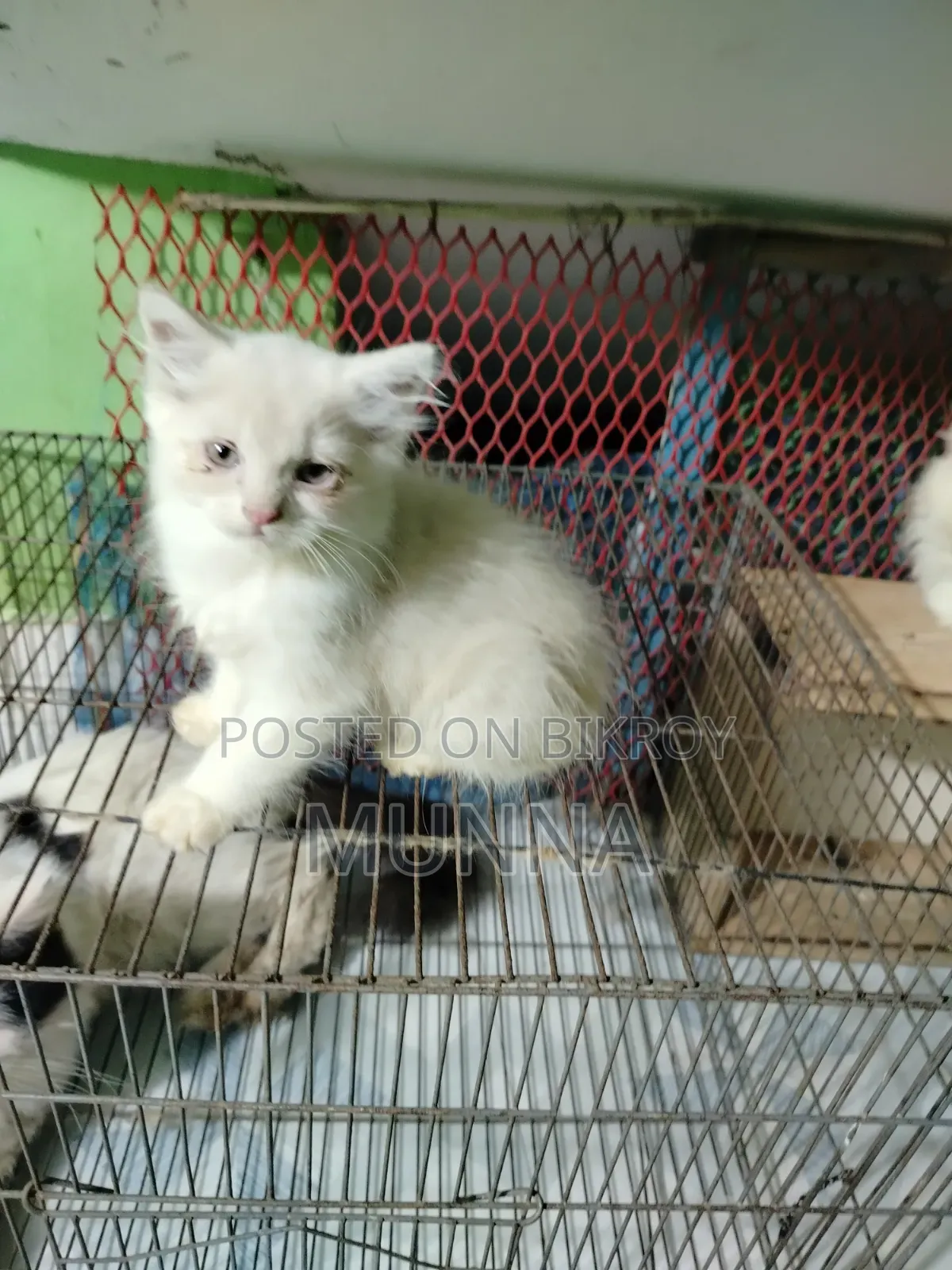 1-3 Months Female Purebred Persian