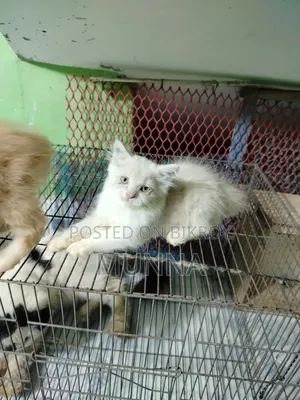 1-3 Months Female Purebred Persian
