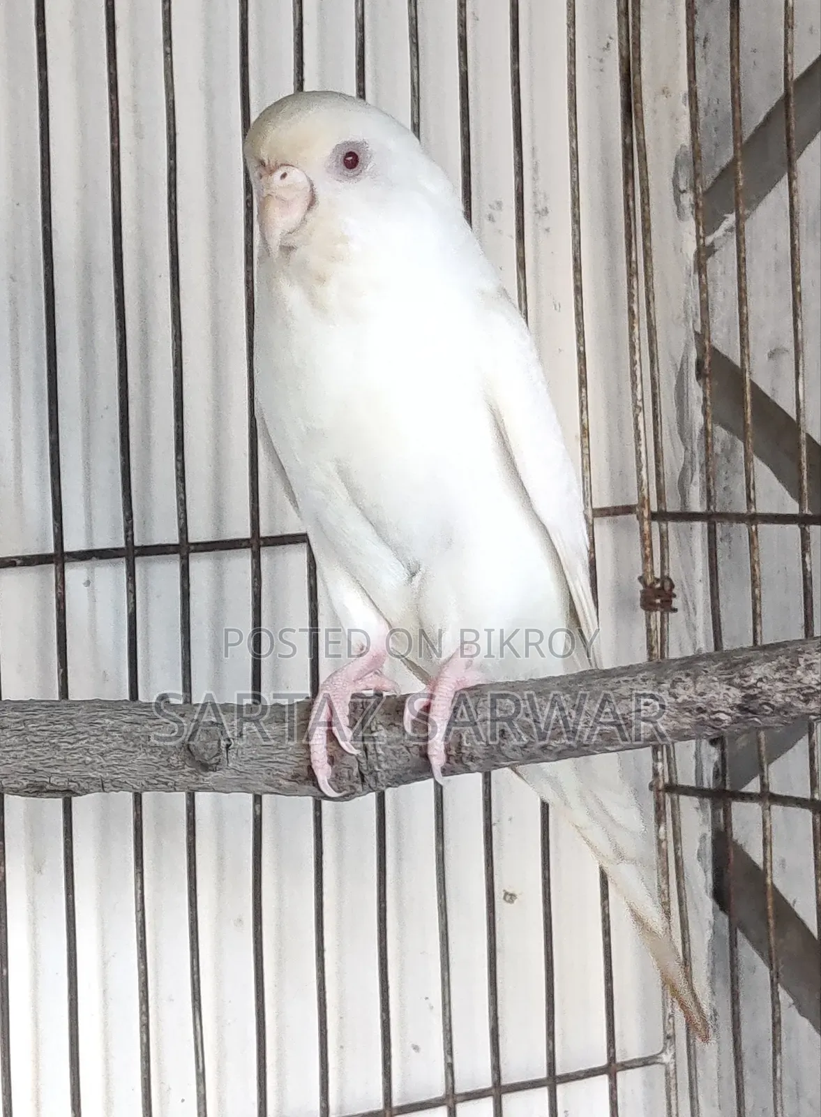 এলবিনো রেড আই ফিমেল বাজরিগার / Albino Red Eye Female Budgerigar
